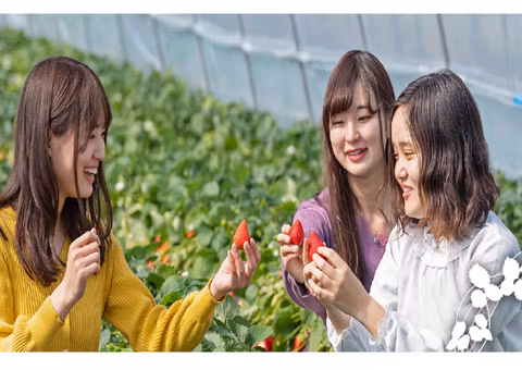 Strawberry picking in Tochigicover image