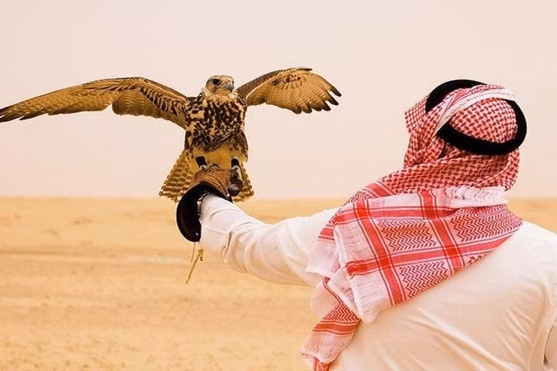 Dubai Private Tour - falcon