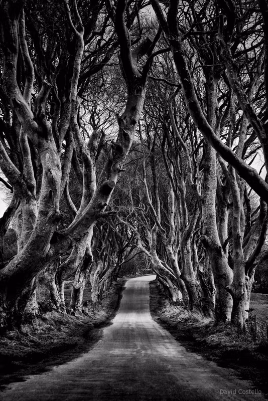 Dublin Private Tour - Dark Hedges