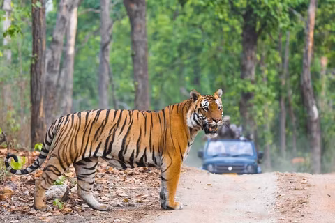 From Delhi: Delhi, Agra & Jaipur Tour with Tiger Safari in Ranthamborecover image