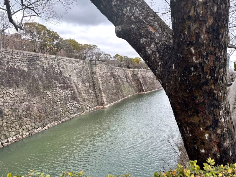 Osaka Private Tour - moat and old tree enbracing eachother