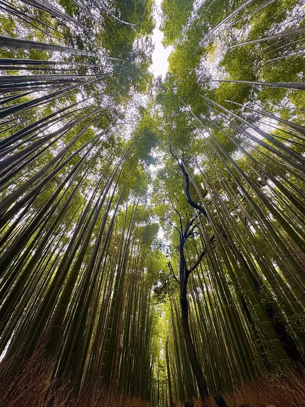 Kyoto Private Tour - Come and witness the quiet power of bamboo