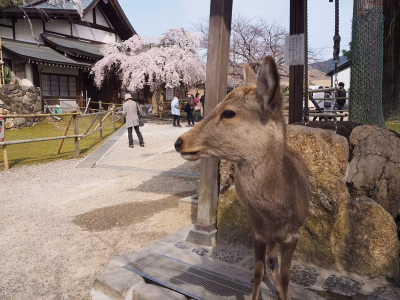 Osaka Private Tour - Nara