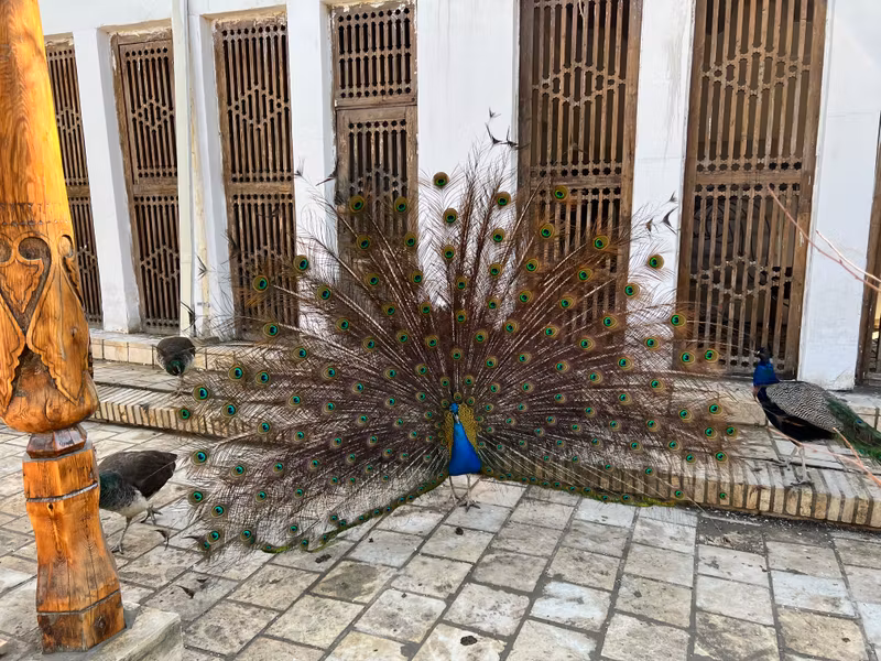 Bukhara Private Tour - Beautiful peacocks in Summer Palace