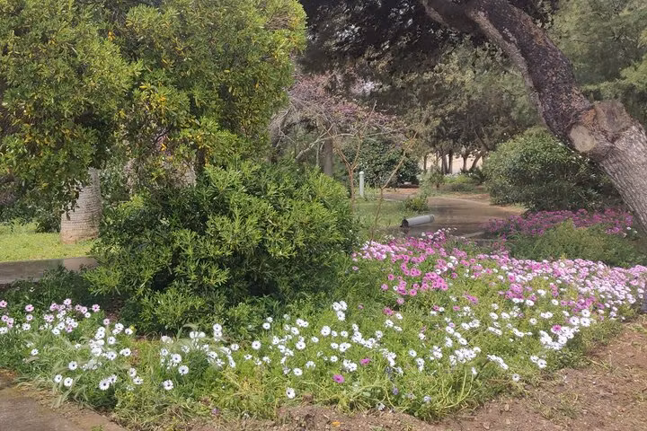 Malta Private Tour - Howard Gardens across Rabat