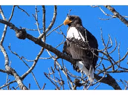 Hokkaido Private Tour - Stella’s Sea Eagle