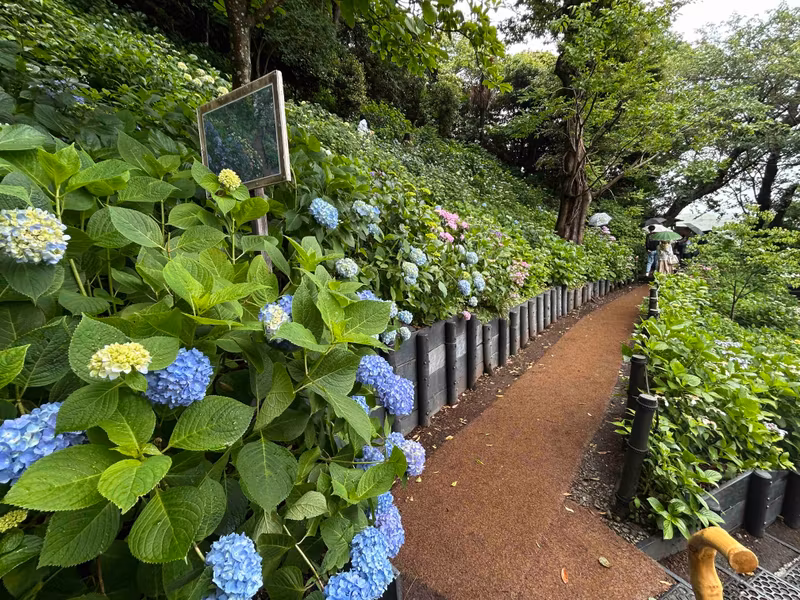 Kamakura Private Tour - Hasedera : Hydrangea trail in June.