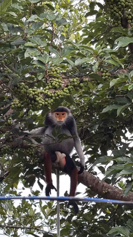 Primate Watching (Customizable)cover image