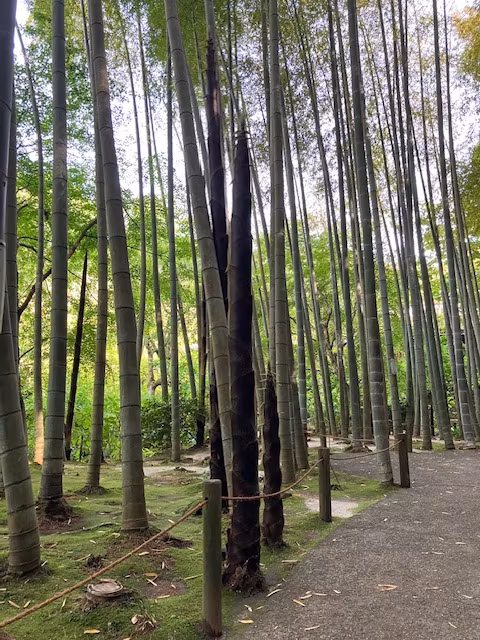 Kamakura Private Tour - Meigetsuin Petite Bamboo Forest