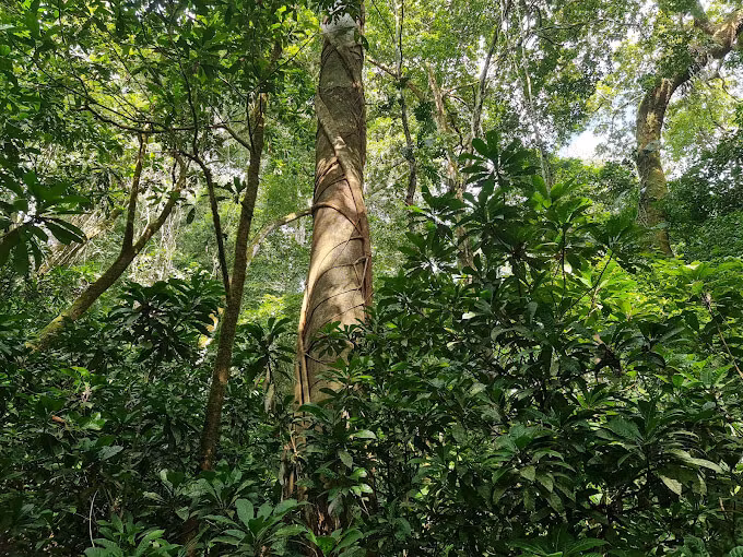 San Jose Private Tour - Typical Rainforest