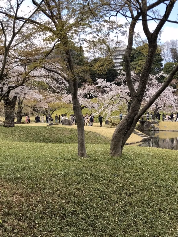 Tokyo Private Tour - null