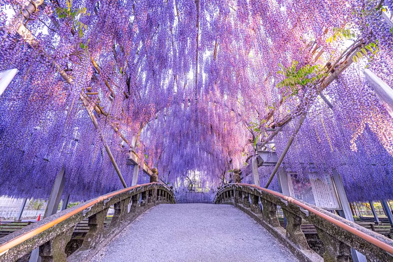 Tochigi Private Tour - 