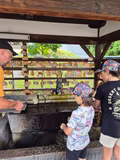Full day Nara/Kyoto private guided tour! - 4