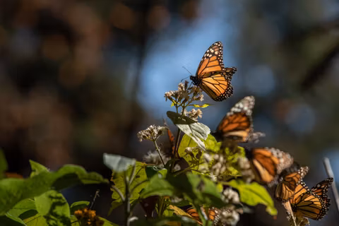 (December to March  Only) MONARCH BUTTERFLIES SANCTUARY (SEDAN 1-2 PAX)cover image