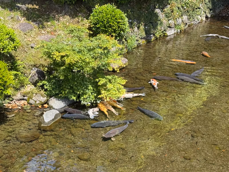 Fukuoka Private Tour - Suizenji Garden