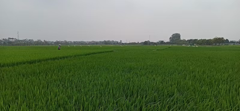 Hanoi Private Tour - Rice paddy field