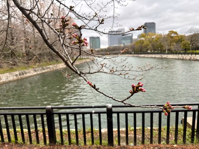 Osaka Private Tour - Sakura season on the moat view