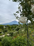 Mt. Fuji View from Lake Kawaguchi Area - 1