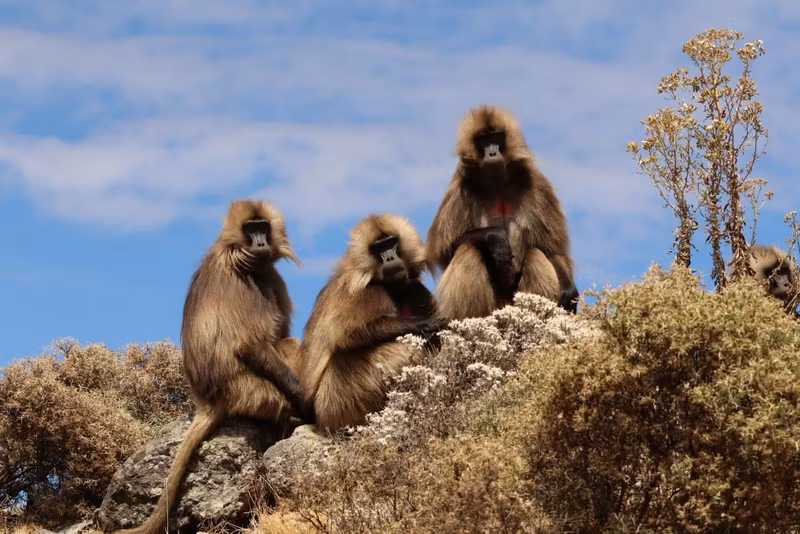 Amhara Private Tour - 
