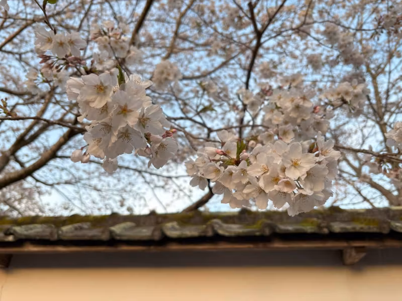 Kagoshima Private Tour - Cherry blossoms in Miyazaki.