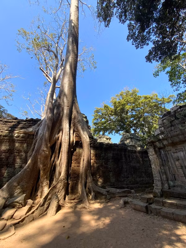 Siem Reap Private Tour - Temple Ta Prohm