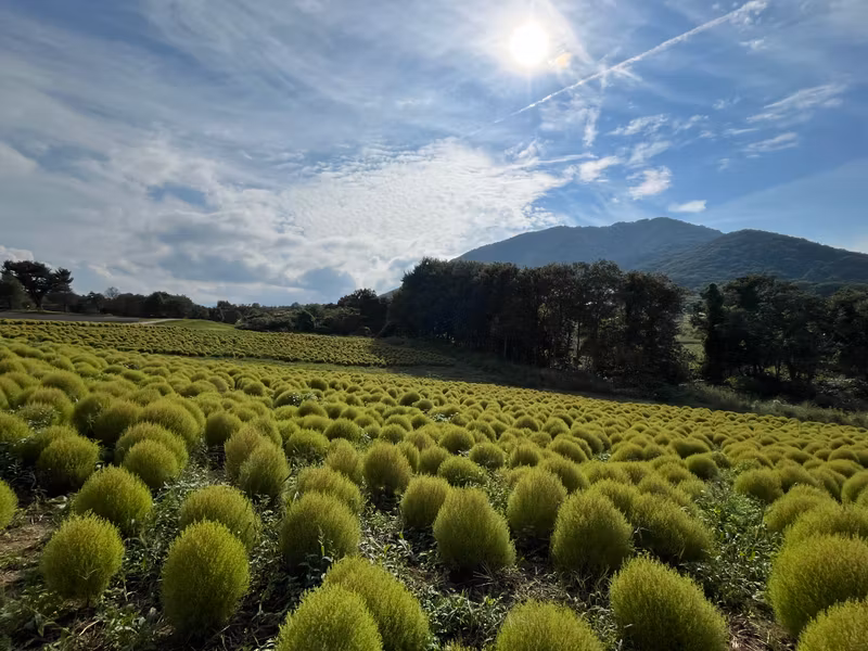 Miyagi Private Tour - Cokia plants turn bright red in autum