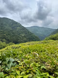 Fully customizable your own private tour in Kyoto - 1