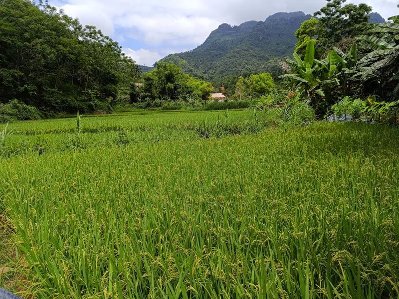 Hanoi Private Tour - Rice field by the village