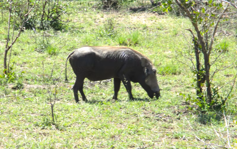 Johannesburg Private Tour - Warthog