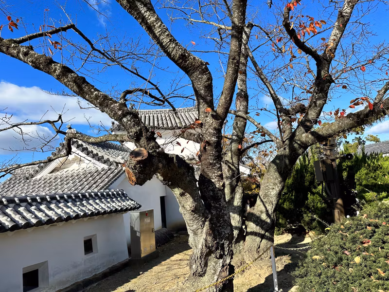 Osaka Private Tour - the Harmony of old plum tree and sub-keep