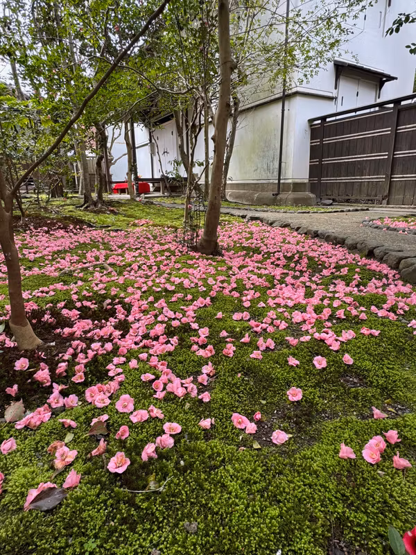 Shiga Private Tour - Beautiful camellias in Higashiyama