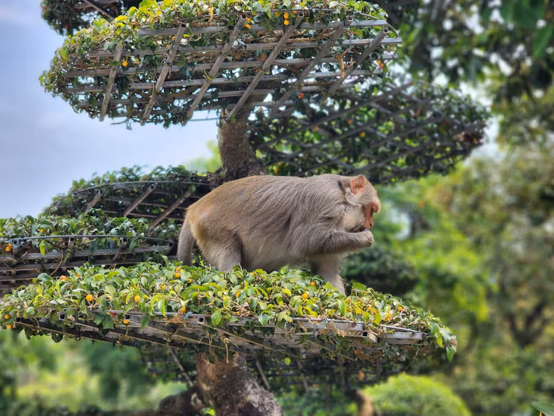 Da Nang Private Tour - Monkey