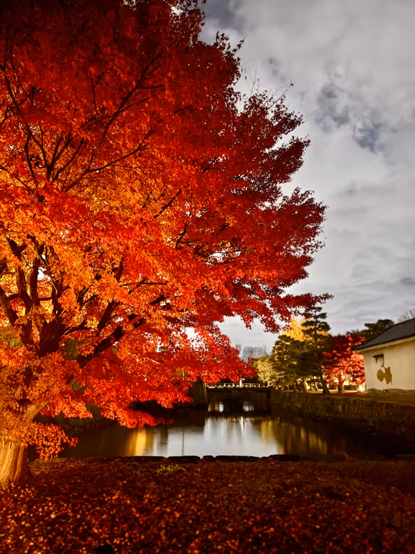 Osaka Private Tour - Autumn foliage in Kyoto