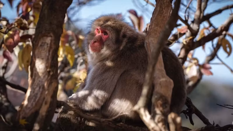 Kyoto Private Tour - Monkey Park
