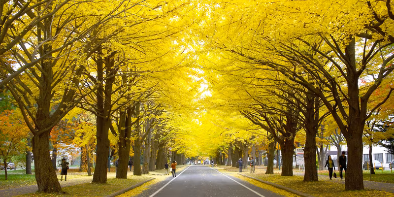 Sapporo Private Tour - Gingko Avenue, Hokkaido Univeristy