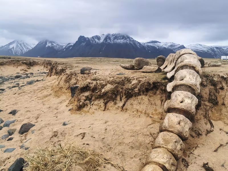 Reykjavik Private Tour - A beached whale skeleton on the Snaefell Peninsula