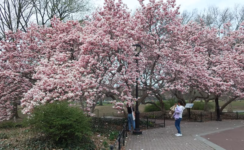 New York Private Tour - Magnificent magnolias