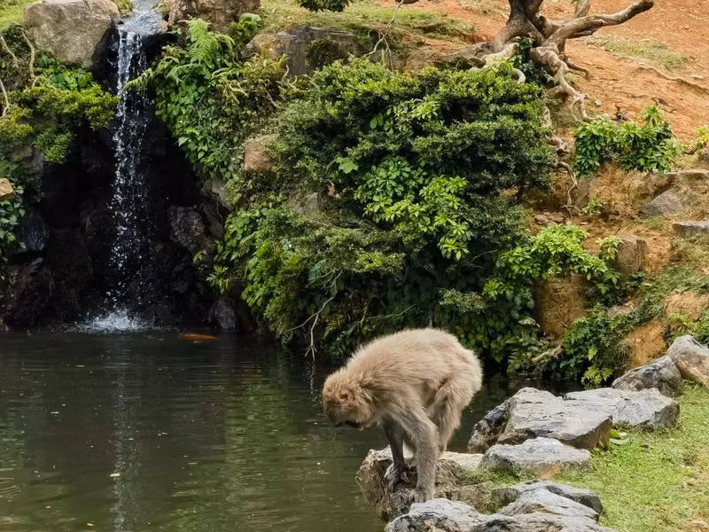 Kyoto Private Tour - Monkey Park