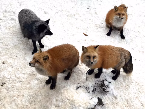 【Private Car Tour】A Half Day to Zao Fox Villagecover image