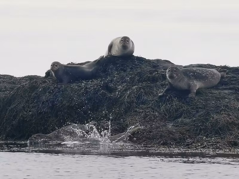 Reykjavik Private Tour - My favourite seal colony