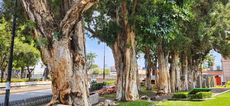 San Jose Private Tour - Impressive Trees