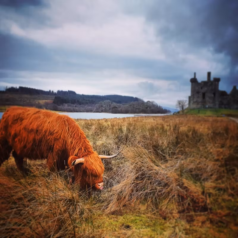 Edinburgh Private Tour - A Highland Cow at Kilchurn Castle