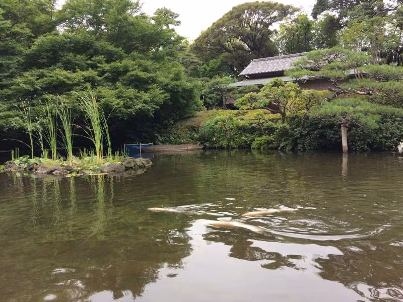 Tokyo Private Tour - Pond in the garden 