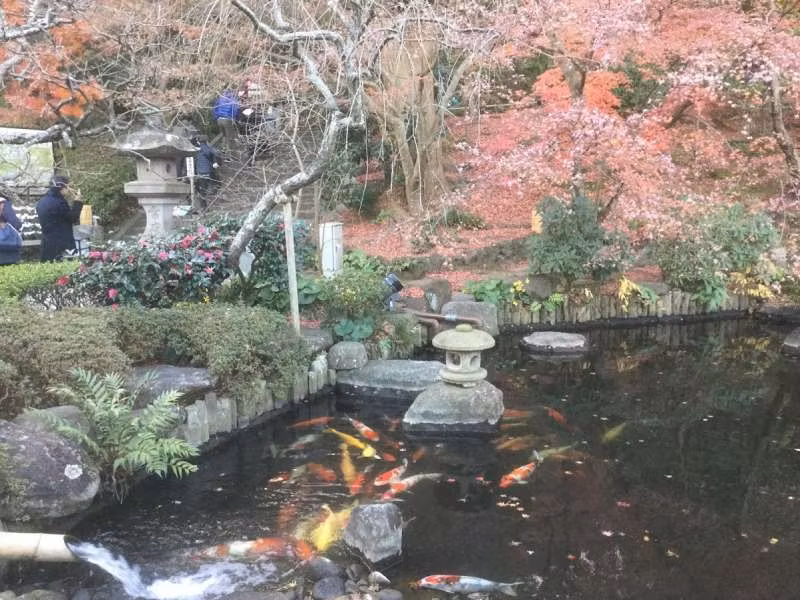 Kamakura Private Tour - Koi pond in Hase Temple