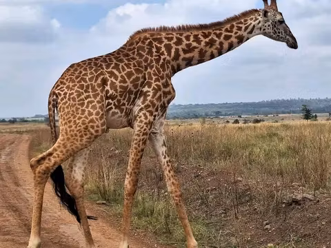 Nairobi Private Tour - 