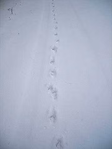Hokkaido Private Tour - Fox foot prints