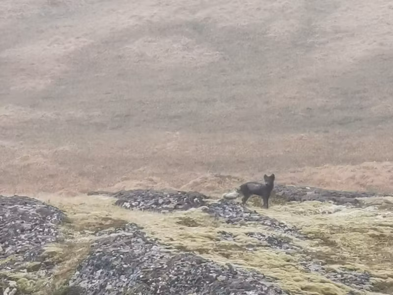 Reykjavik Private Tour - An arctic fox in the Westfjords