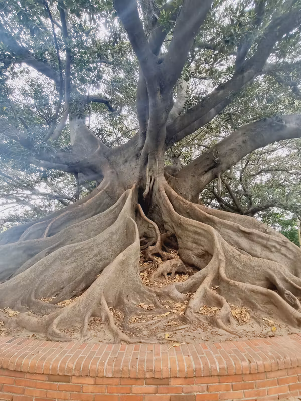 Buenos Aires Private Tour - Old Trees