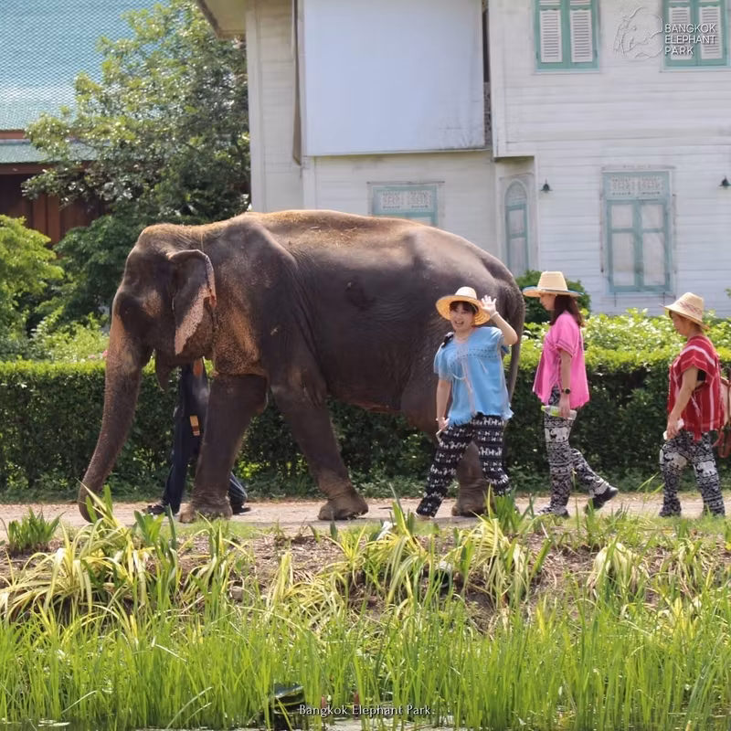 Bangkok Private Tour - Feed and walk with elephants