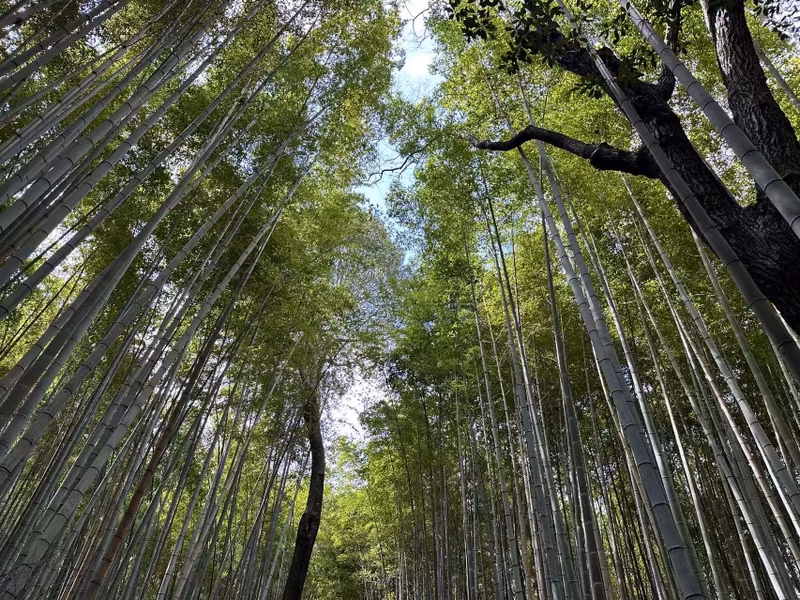 Kyoto Private Tour - bamboo forest